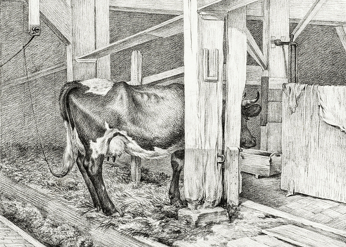 Standing Cow 1812 By Jean