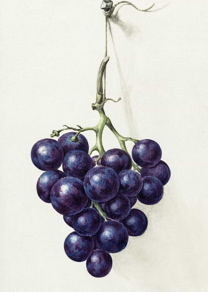 Bunch Of Blue Grapes By Je