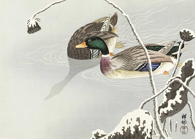 Two Mallards Near A SnowCo