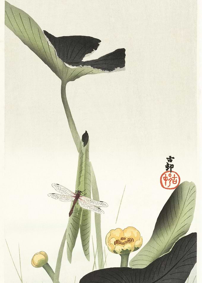 Libelle And Lotus 1900 19