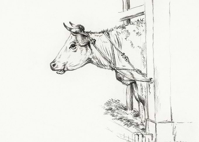 Head Of A Cow To The Left