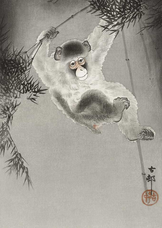Monkey Hanging From Bamboo