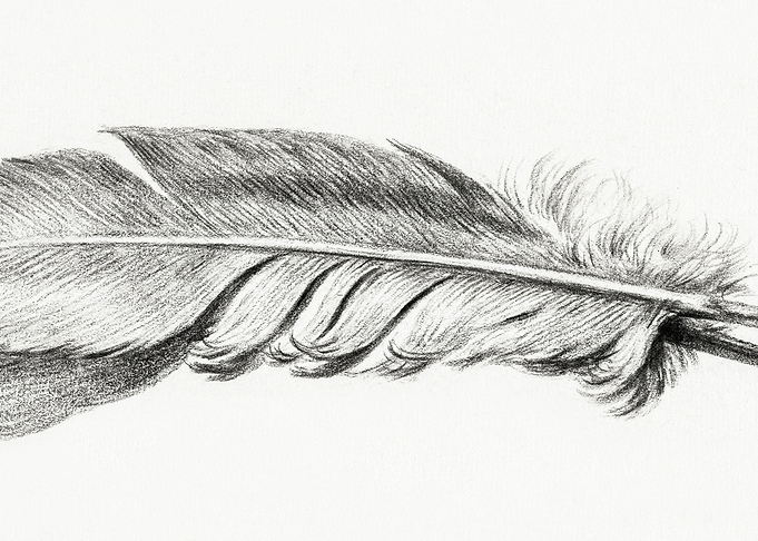 Feather By Jean Bernard 17