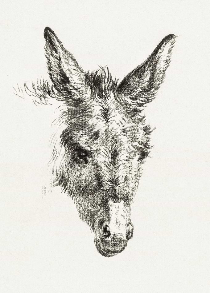 Head Of A Donkey 1818 By J