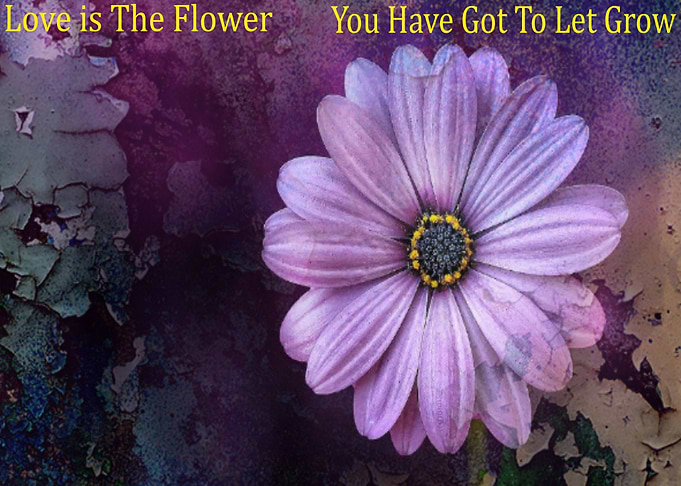 Love is The Flower