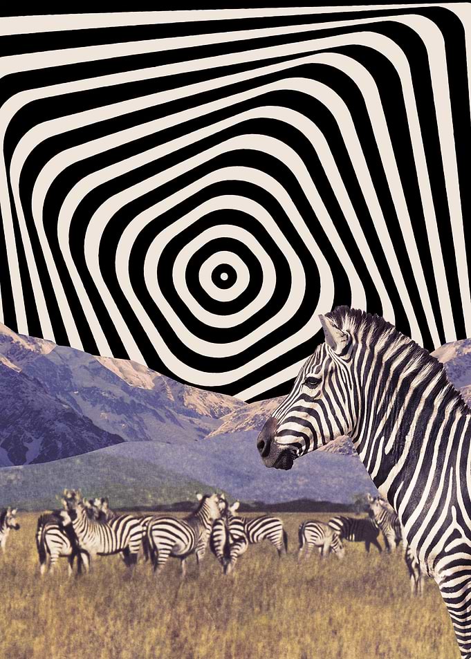 Zebraland