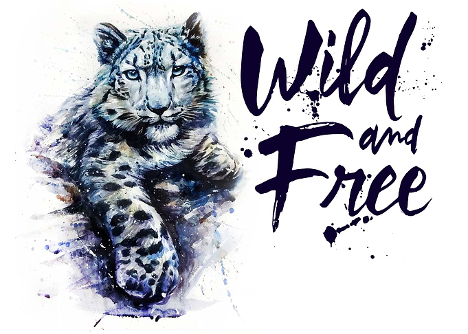 Snow leopard wild and free