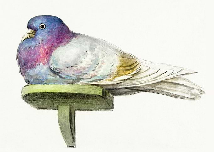 Pigeon Sitting On A Shelf