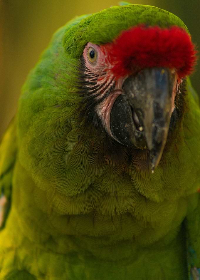 Parrot Portrait