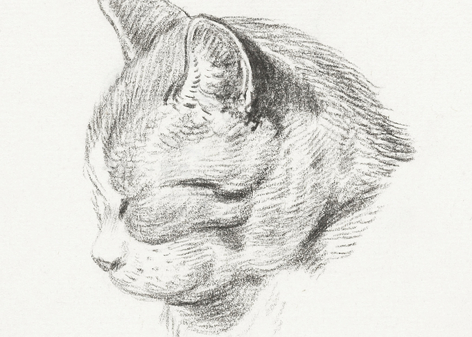 Sketch Of A Cat 1813 By Je