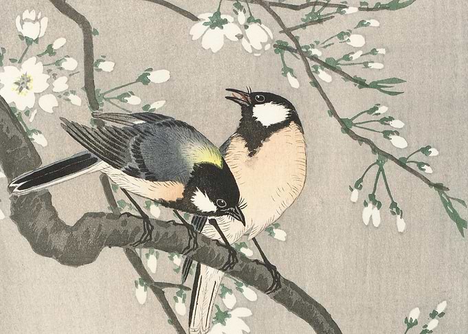 Tits On Cherry Branch 1900