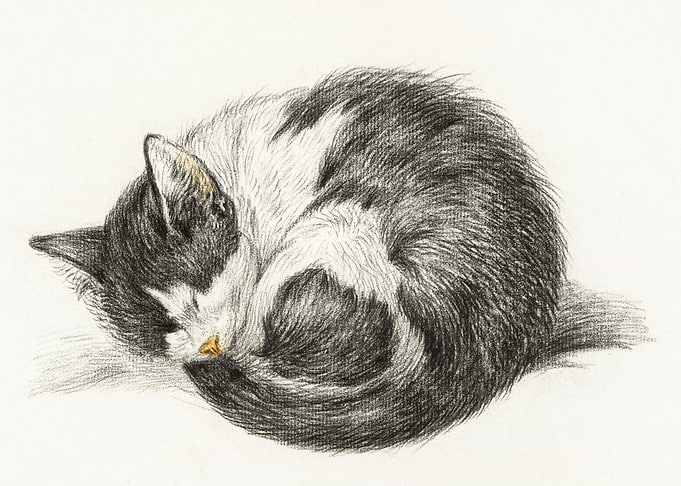 Rolled Up Lying Sleeping C