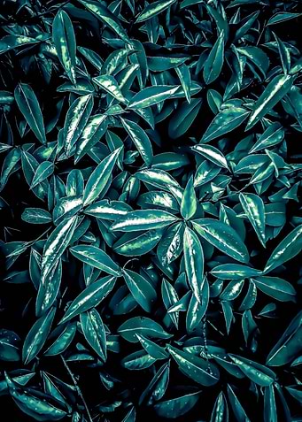 green leaves texture