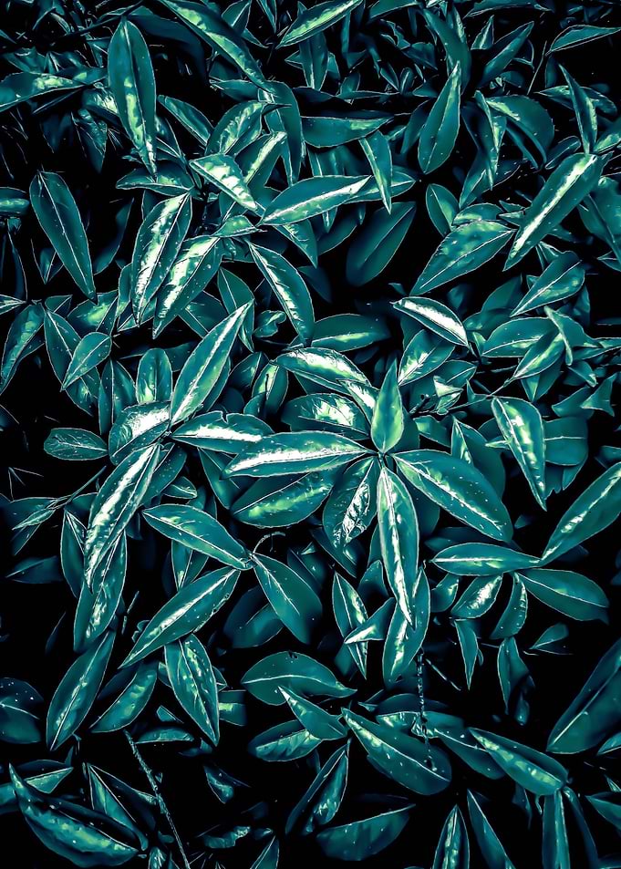 green leaves texture