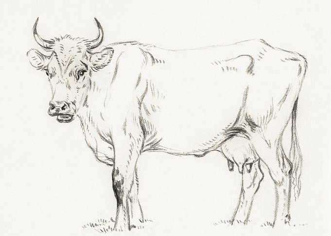 Standing Cow 1828 By Jean