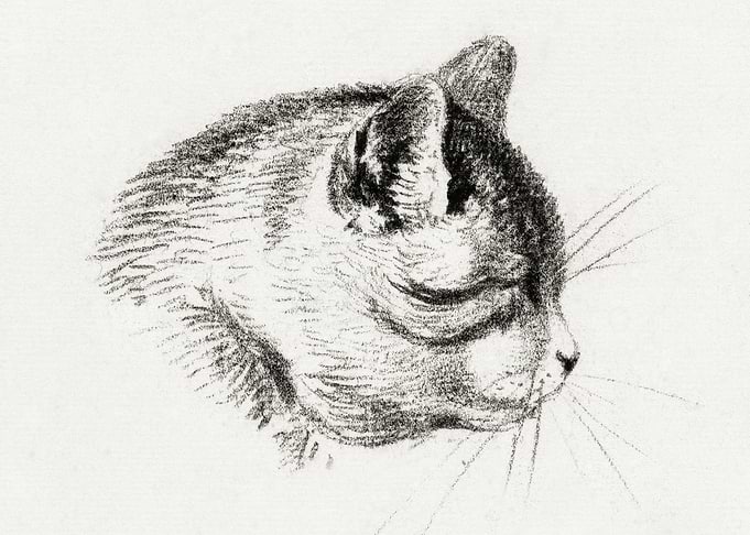 Sketch Of A Cat By Jean Be