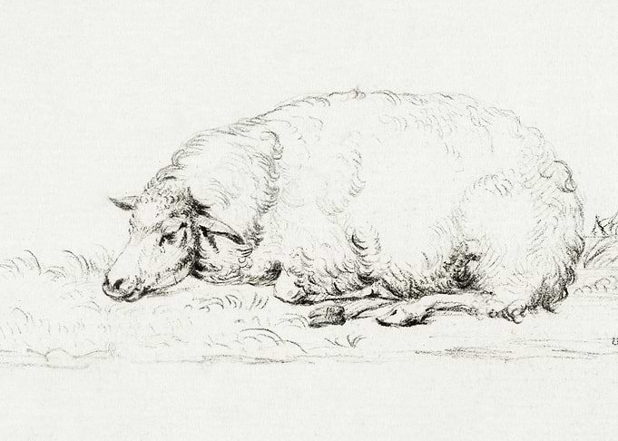 Lying Sheep By Jean Bernar
