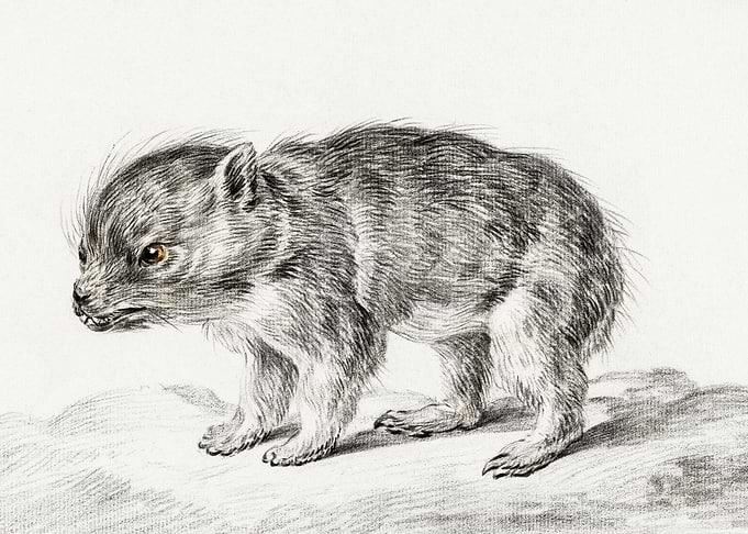 Young Bear By Jean Bernard