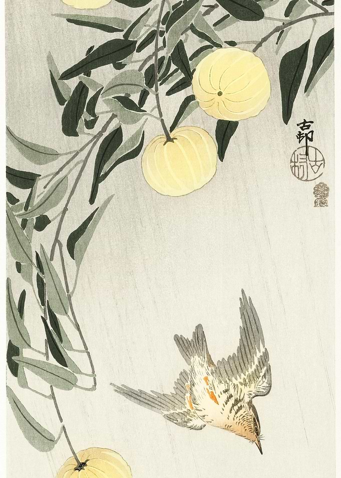 Cuckoo In The Rain 1900 1