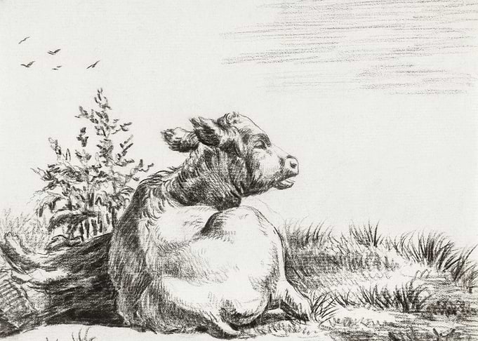 Lying Cow By Jean Bernard