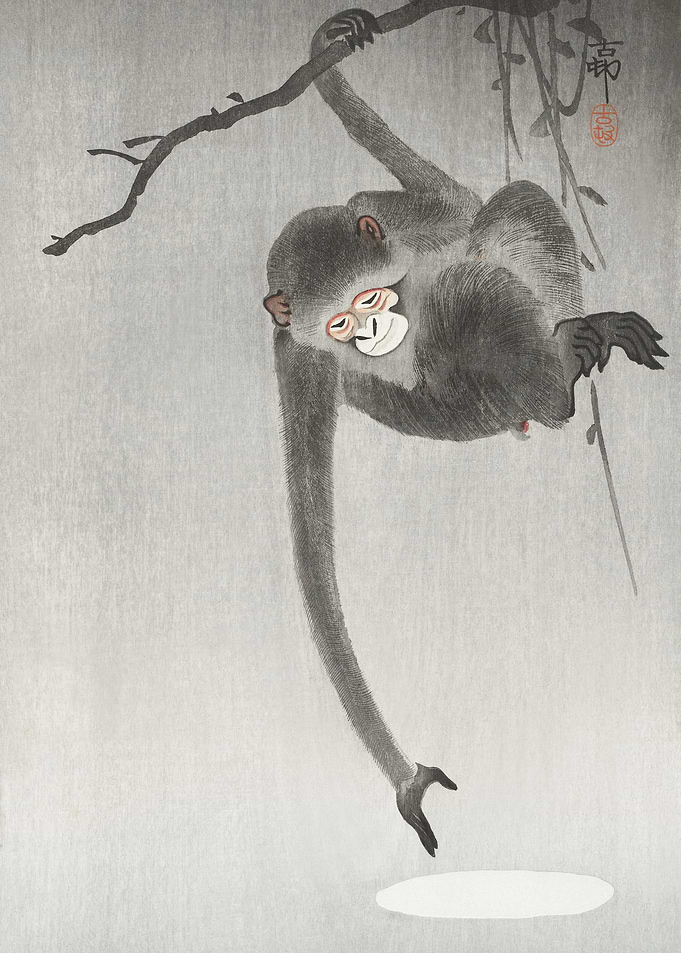 Monkey And Reflection Of T