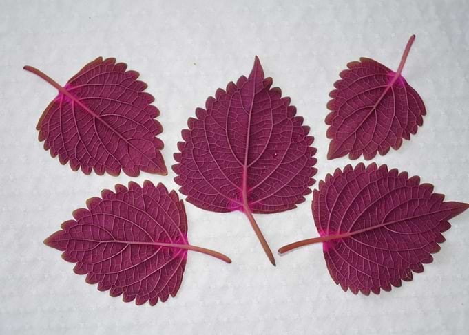 Purple Leaves On White
