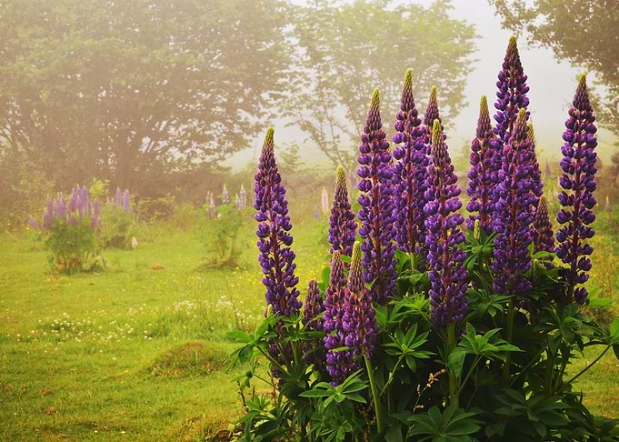 Lupine Magic 2