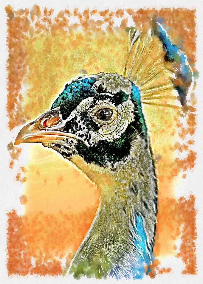 Peacock Portrait