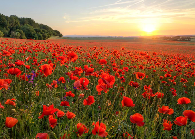 Poppies