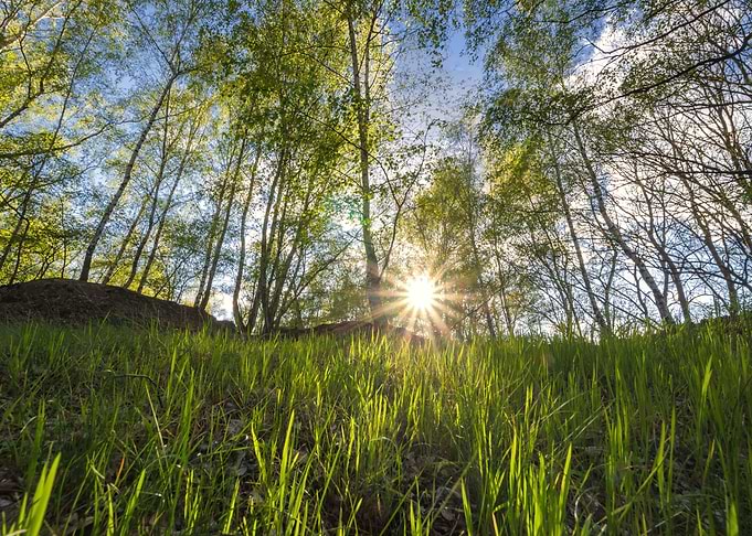 Birch Forrest