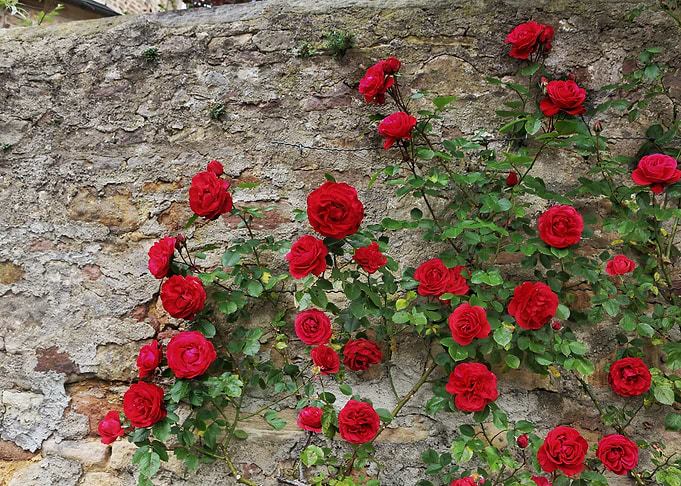 Roses