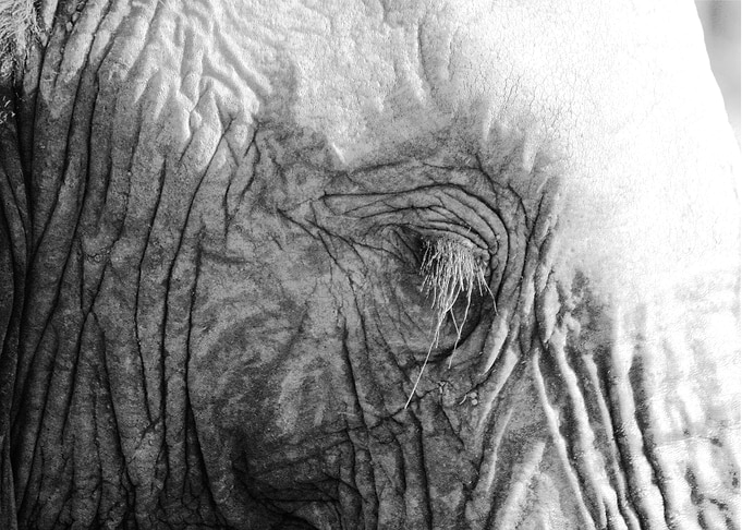 Grey Old Man