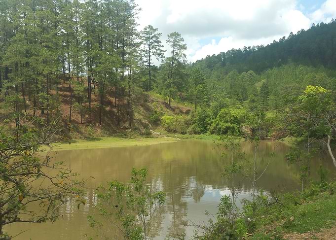 bosque verde