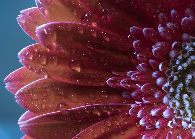 Dewdrops On Scarlet Petals