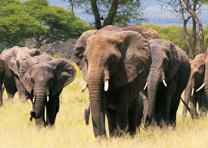 Elephant