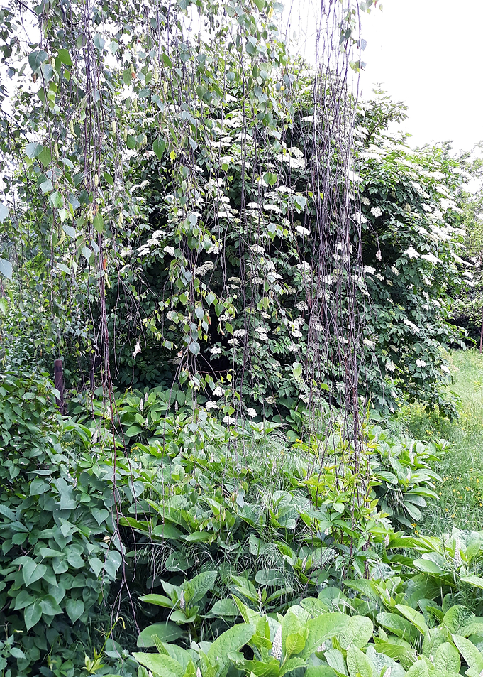 Amazing garden