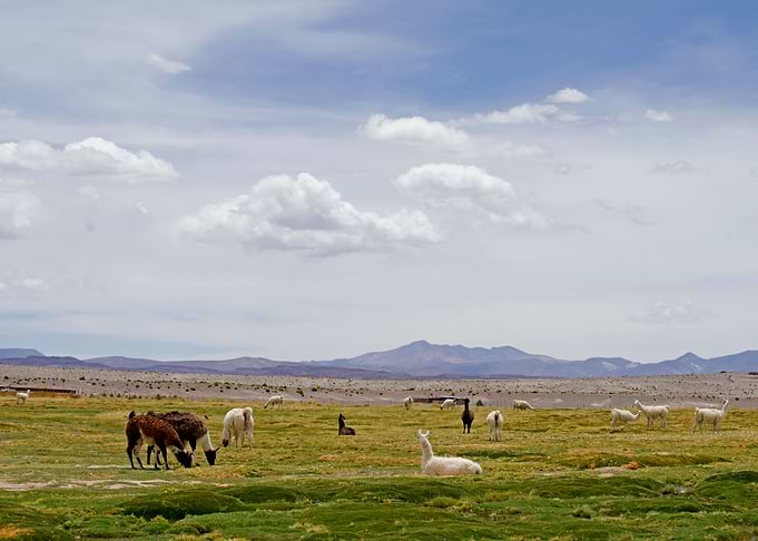 landscape with lamas