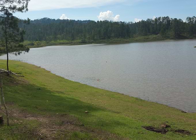 bosque y laguna