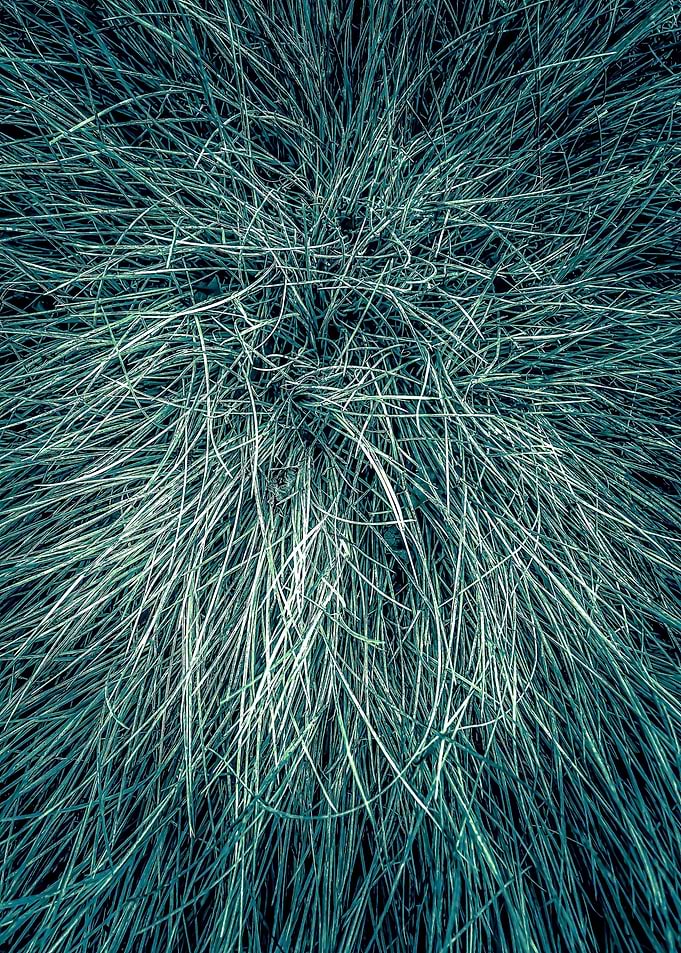 green silky grass
