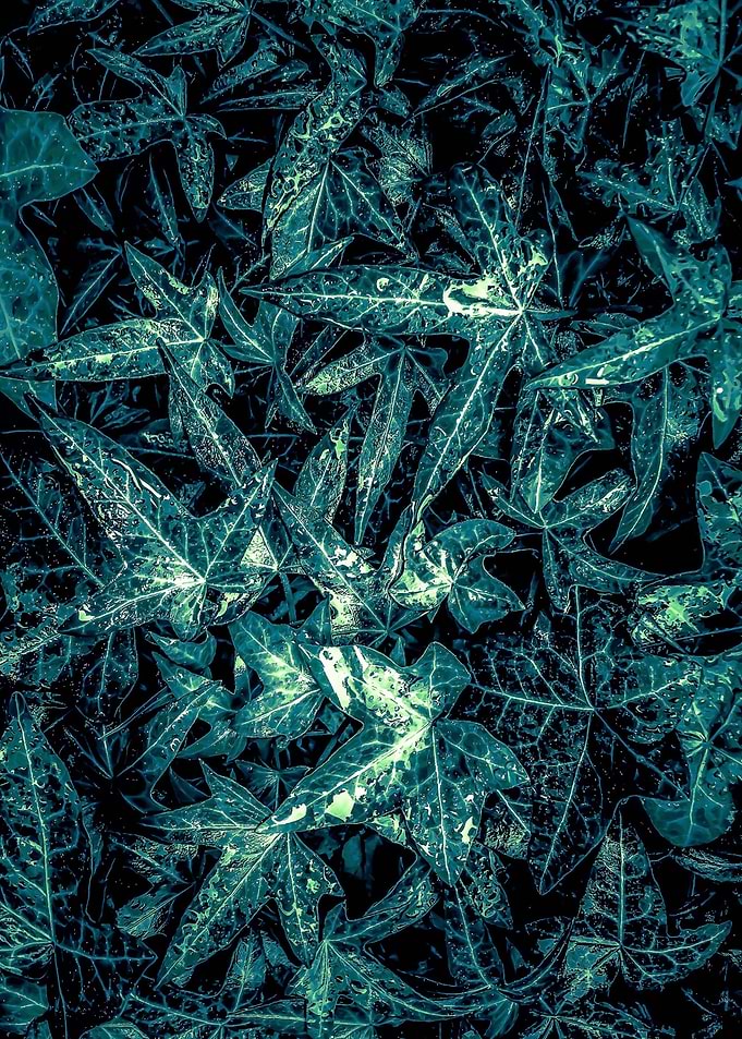 green leaves