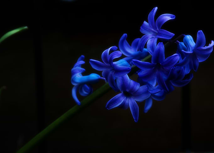 Blue Hyacinth On Black