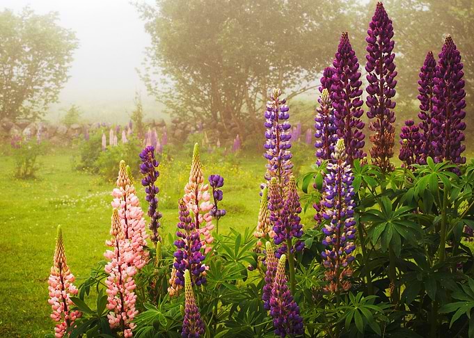 Lupine Magic