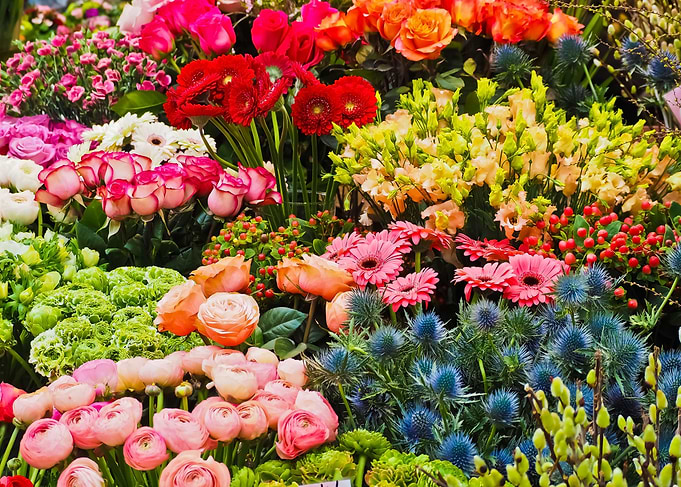 Colorful Garden Of Flowers
