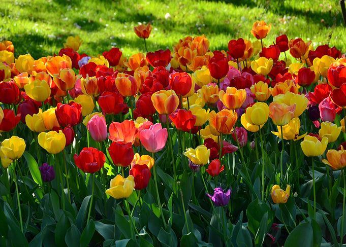 Botanical Garden