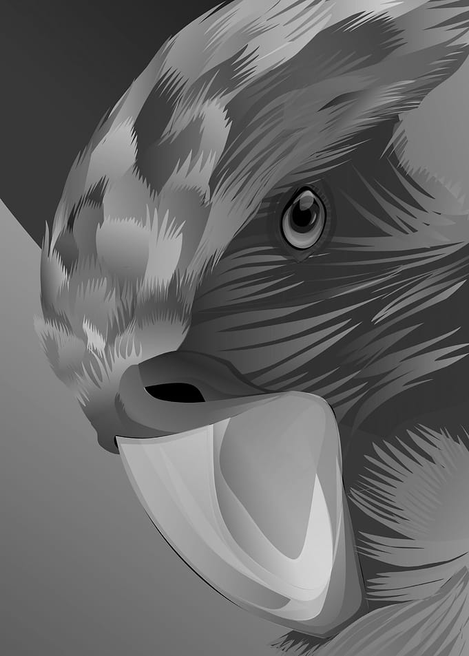 bird