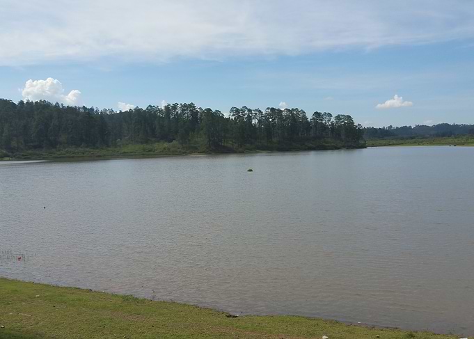 bosque