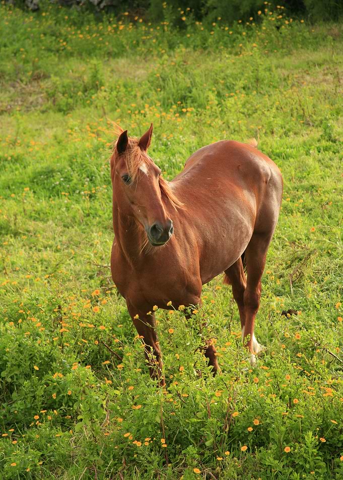 Horse
