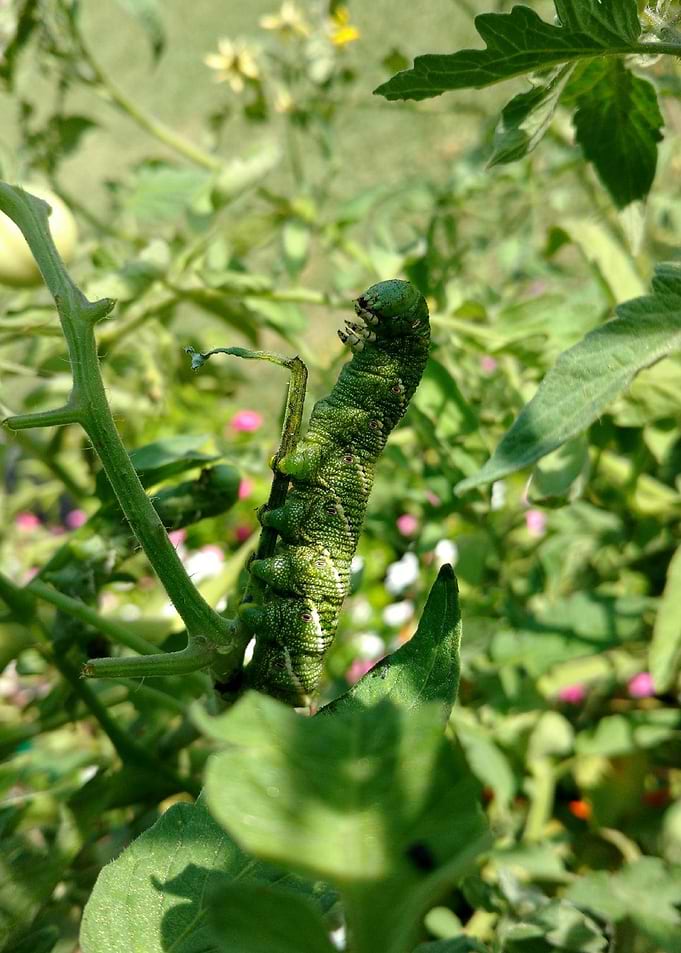 Caterpillar