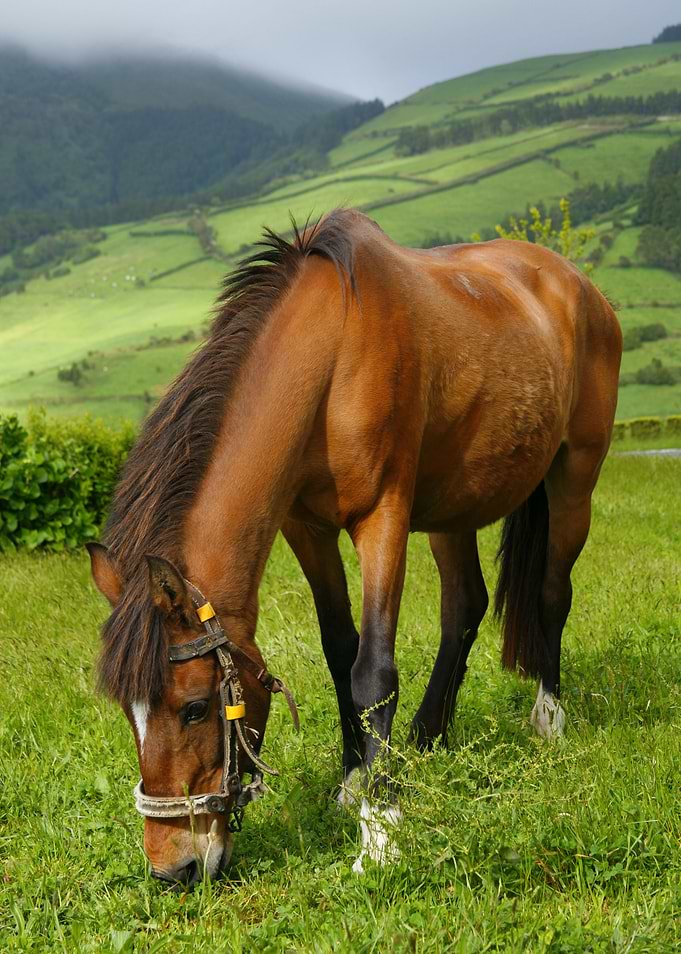 Horse grazing
