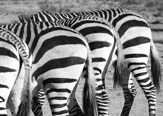 Zebra Bums